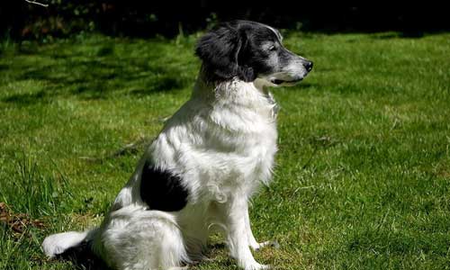 6 Rare Breeds Of Dogs 4 - 6 Rare Breeds Of Dogs