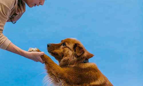 Benefits Of Joining A Dog Club 1 - Benefits Of Joining A Dog Club